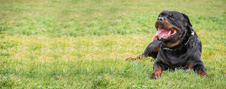 How to Train a Rottweiler to Be Friendly